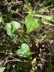 Cocculus carolinus
