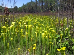 Sarracenia alata