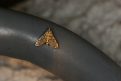 Aponia aponianalis