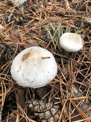 Fungi