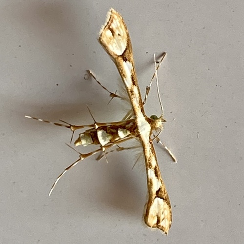 Cnaemidophorus rhododactyla image