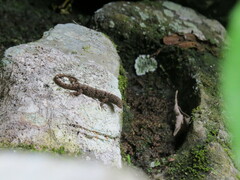 Gonatodes albogularis fuscus