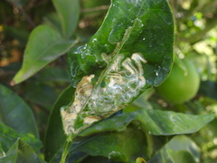 Phyllocnistis citrella