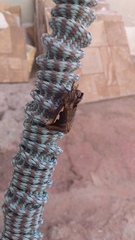 Didugua argentilinea