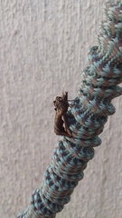 Didugua argentilinea