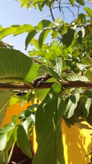 Didugua argentilinea