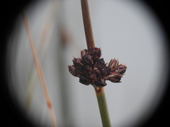 Juncus arcticus