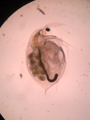 Daphnia pulex