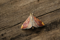 Aponia minnithalis