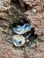 Humaria hemisphaerica