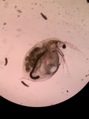 Daphnia pulex