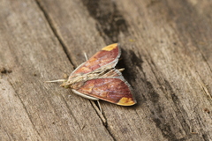 Aponia minnithalis