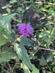 Vernonia greggii