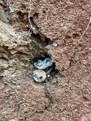 Humaria hemisphaerica