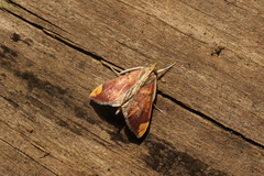Aponia minnithalis