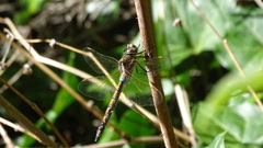 Rhionaeschna diffinis