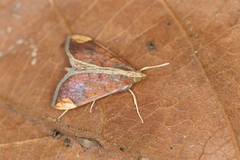 Aponia minnithalis