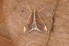 Aponia minnithalis