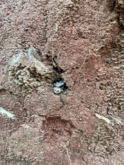 Humaria hemisphaerica