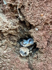 Humaria hemisphaerica