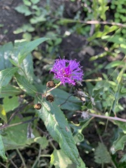 Vernonia greggii
