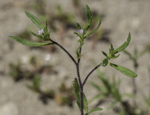 wishbone fiddleleaf (Nama dichotomum)