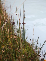 Juncus arcticus
