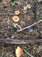 Fungi