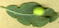 Euura pedunculi