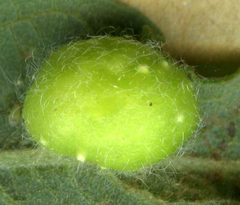 Euura pedunculi
