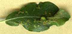 Euura pedunculi
