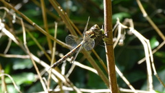 Rhionaeschna diffinis