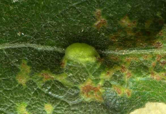 Euura pedunculi