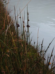 Juncus arcticus