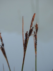 Carex nigra