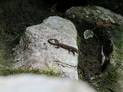 Gonatodes albogularis fuscus