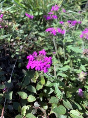 Glandularia canadensis