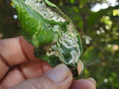 Phyllocnistis citrella