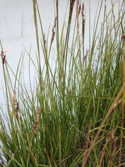 Carex nigra