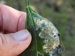 Phyllocnistis citrella