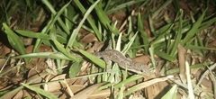 Hemidactylus bowringii