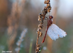 Sympetrum vulgatum