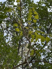 Campsis