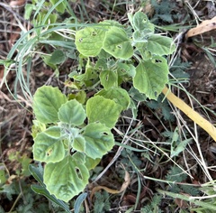 Physalis cinerascens