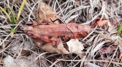 Psophus stridulus