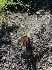 Taeniopoda tamaulipensis