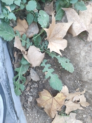 Diplotaxis erucoides