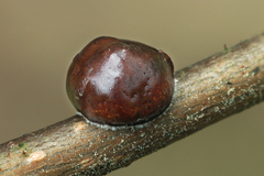 Parthenolecanium corni