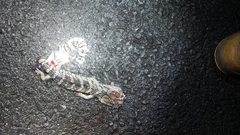 Cyclodomorphus gerrardii