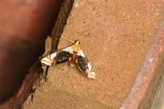 Argyractoides albibasalis